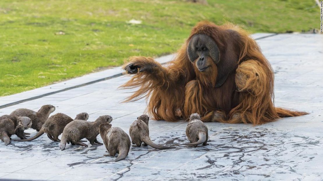 CNNE 800947 - zoologico comparte adorables fotos de orangutanes jugando con sus nutrias