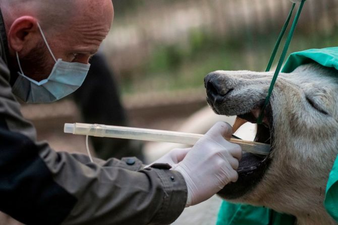 Vetenarios del Parque Zoológico Mulhouse en el este de Francia, examinan y preparan un joven oso polar sedado llamado Nanuq, antes de ser transferido al zoológico CERZA, cerca de Lisieu en Normandía y luego a un zoológico en La Flèche el 9 de abril de 2020. Nanuq, que pesa poco más de 200 kilogramos y nació a fines de 2016 en el zoológico de Mulhouse, abandonó su lugar de nacimiento, para ir al zoológico de CERZA, que se ofreció voluntariamente a recibirla pues en su hogar anterior el trabajo se ha retrasado debido al cierre en Francia debido al covid-19.