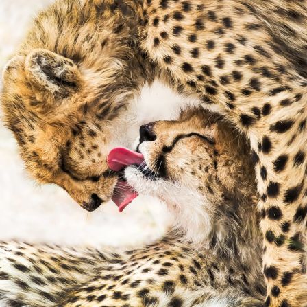 Un momento íntimo entre dos guepardos en Botswana, capturado por el fotógrafo chino Guofei Li.