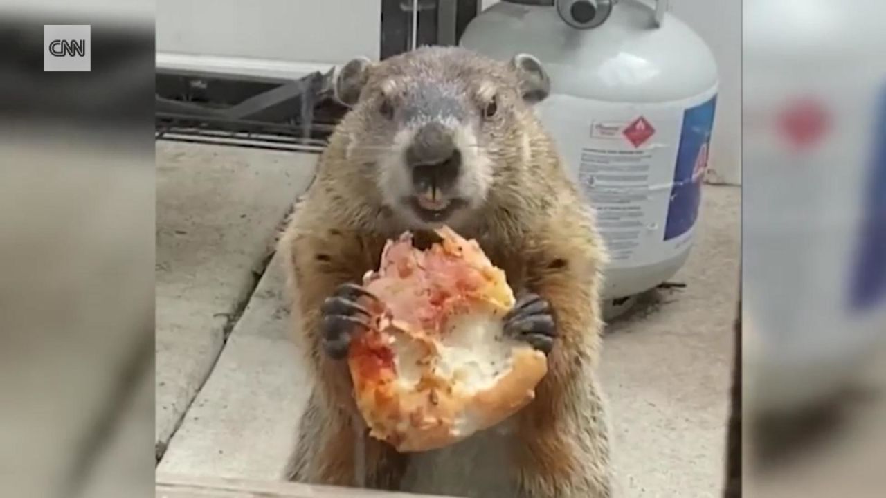 CNNE 811264 - hazte a un lado 'pizza rat', llega la marmota de la pizza