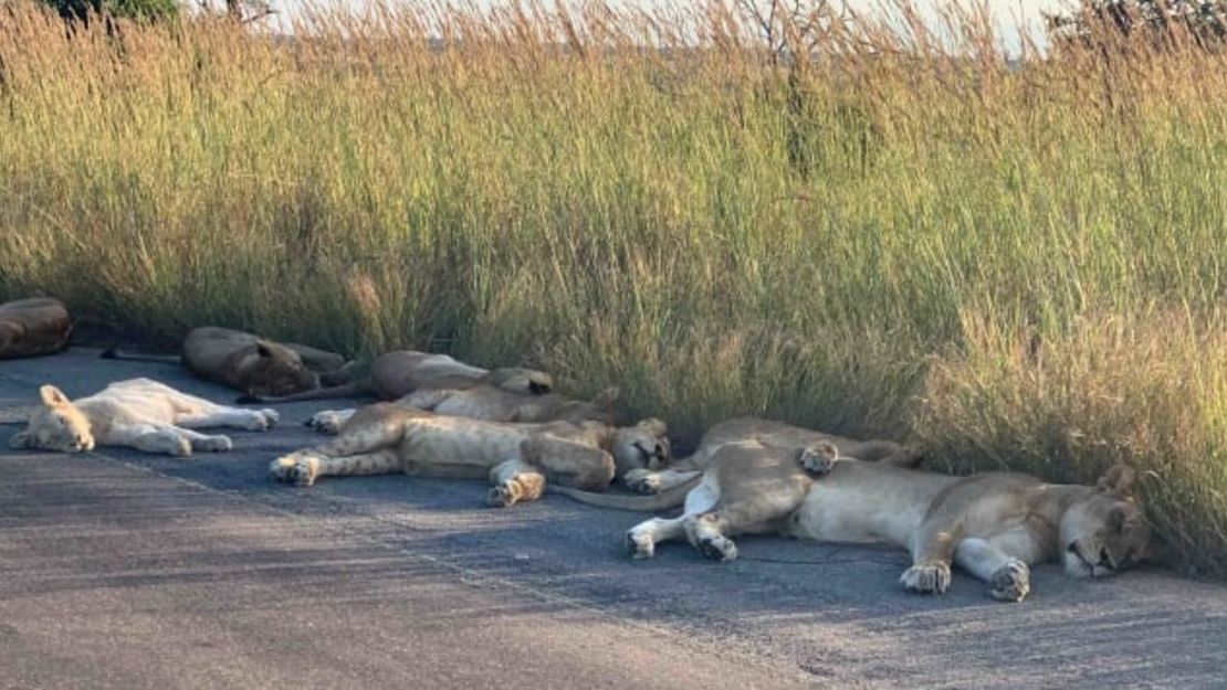 CNNE 812797 - 200417094703-01-kruger-park-lions