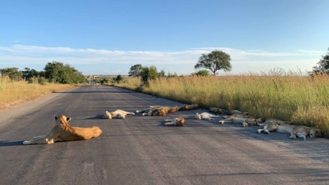 CNNE 812798 - 200417094646-03-kruger-park-lions