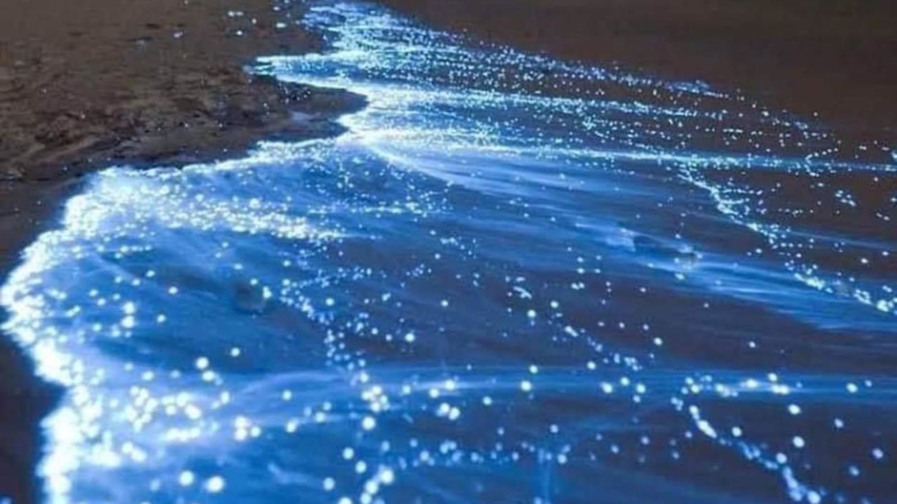 CNNE 814336 - playas de acapulco brillan por bioluminiscencia