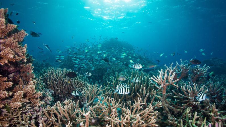 Gran barrera de coral — Cubriendo casi 345.000 kilómetros cuadrados, la Gran Barrera de Coral es la más grande del mundo y es hogar de 1.500 especies de peces, 411 especies de corales duros y docenas de otras especies. Pero a medida que las temperaturas del océano se calientan debido a la crisis climática, el arrecife se está blanqueando, y los científicos temen que nunca se recupere. A principios de este año experimentó su tercer evento de blanqueamiento en masa en los últimos cinco años.