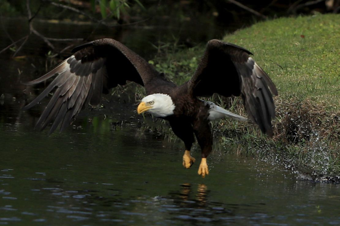 Águila calva. Crédito: Sam Greenwood/Getty Images