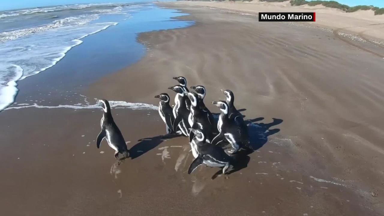 CNNE 815986 - diez pinguinos recuperan su libertad