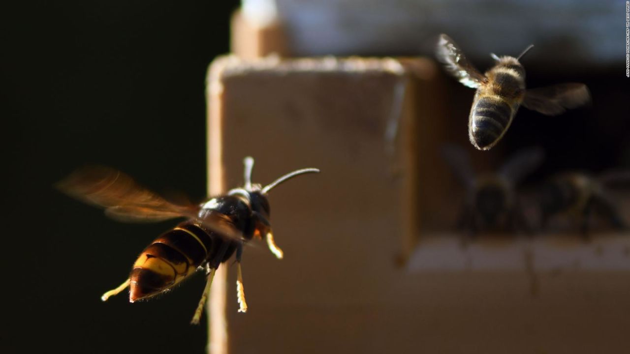 CNNE 823171 - asi matan a las abejas los avispones gigantes invasores