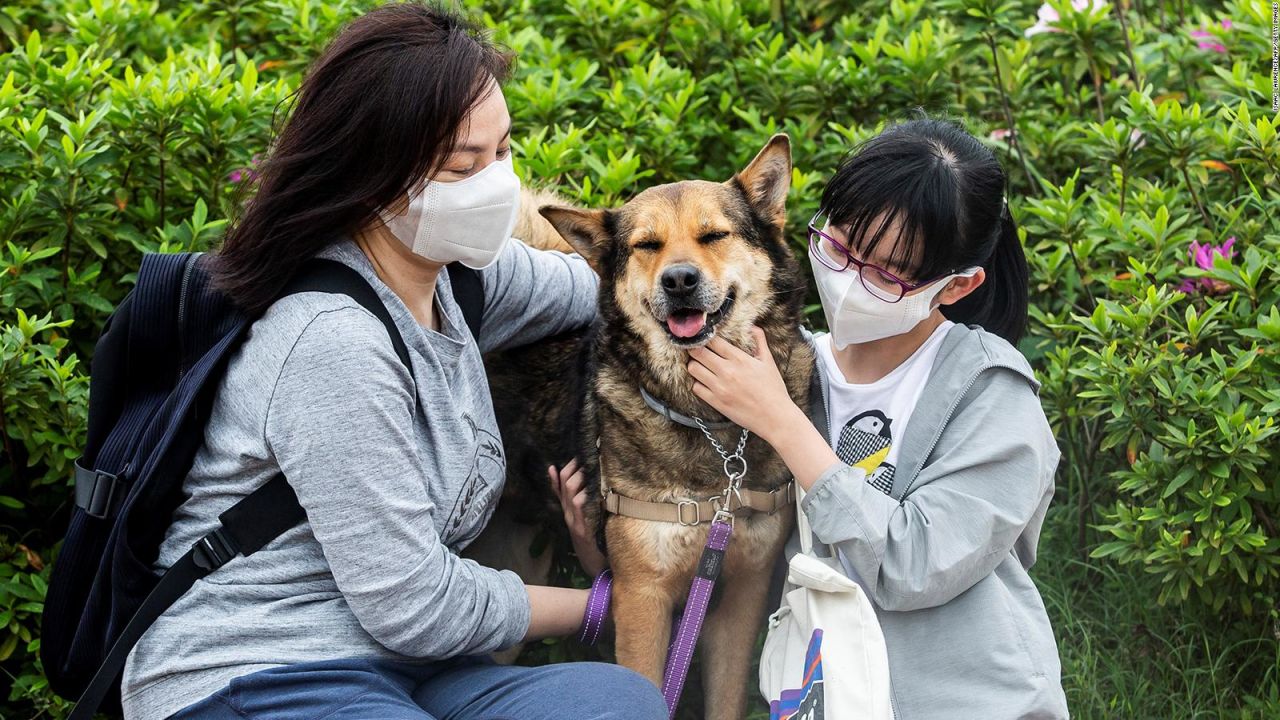 Imagen de archivo. 2 perros en Hong Kong y un gato en Bélgica también dieron positivos en abril., pero la Asociación Americana de Medicina Veterinaria dio un parte de tranquilidad en su sitio web: "Expertos en enfermedades infecciosas y varias organizaciones internacionales y nacionales de salud humana y animal están de acuerdo en que no hay evidencia en este momento indican que las mascotas transmiten COVID-19 a otros animales, incluidas las personas".