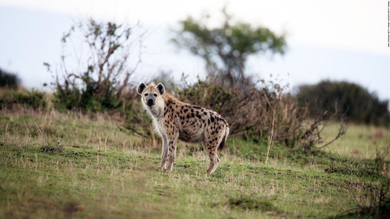 CNNE 827620 - visita este safari de africa y sin salir de casa