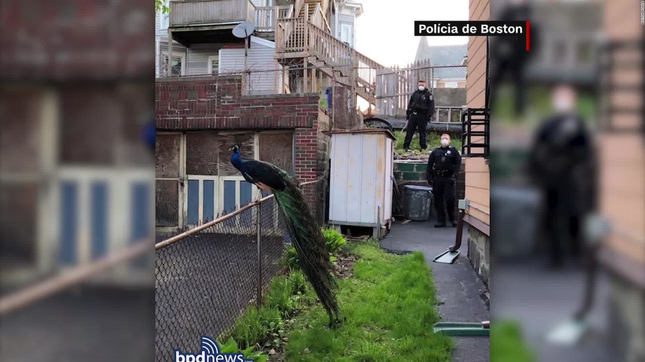 CNNE 828336 - policia de boston realiza inusual rescate