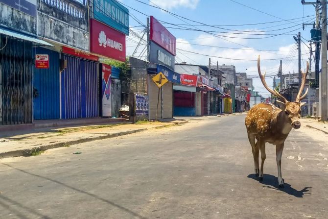 Un ciervo salvaje, de un rebaño que solía mezclarse y ser alimentado por la población local, deambula por una calle desierta durante un bloqueo nacional impuesto por el gobierno contra el coronavirus, en la ciudad portuaria de Trincomalee, Sri Lanka, el 31 de marzo de 2020.