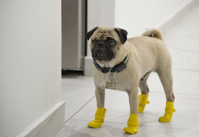 El Centro Médico 20 de Noviembre es uno de los hospitales públicos que el Gobierno de México asignó para atender a pacientes con covid-19. Y allí, Harley, que aparece en esta foto con zapatos de protección, es "coterapeuta".