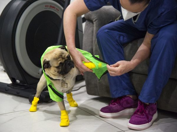 Este adorable pug brinda apoyo y asistencia emocional a médicos y enfermeras que tratan pacientes con covid-19. Le dicen 'El Tuerto' pues perdió un ojo cuando era cachorro.