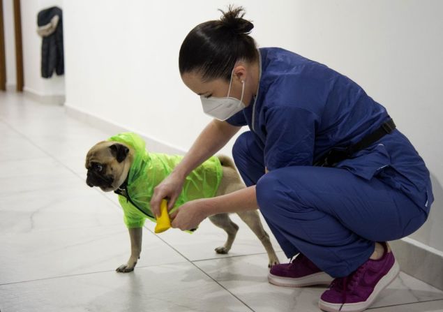 La psicóloga y neuropsicóloga Lucia Ledesma Torres le pone equipo de protección a su perro para evitar la propagación y contagio del coronavirus, mientras está en el hospital en Ciudad de México.