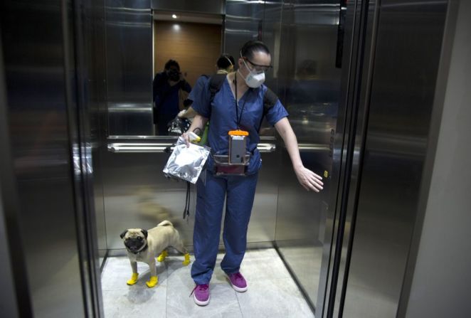 Aquí está Haley, junto con su dueña, Lucía Ledesma Torres, usando el elevador para ir al trabajo.