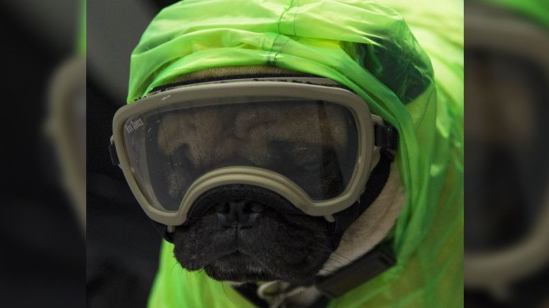 Él es Harley, también conocido como 'El Tuerto', un pug que es parte del servicio de Psiquiatría, Paidopsiquiatría, Psicología y Neuropsicología del Centro Médico Nacional 20 de Noviembre en Ciudad de México.