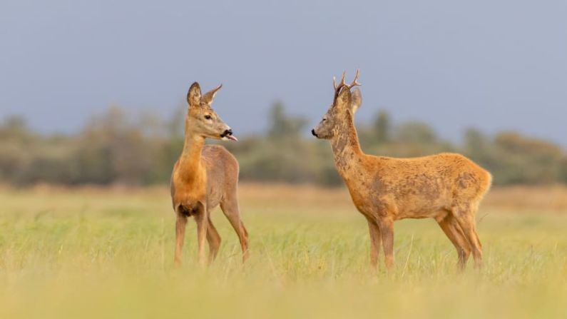 Un corzo le saca la lengua al otro en Estonia. Alvin Tarkmees / Comedy Wildlife Photo Awards 2020