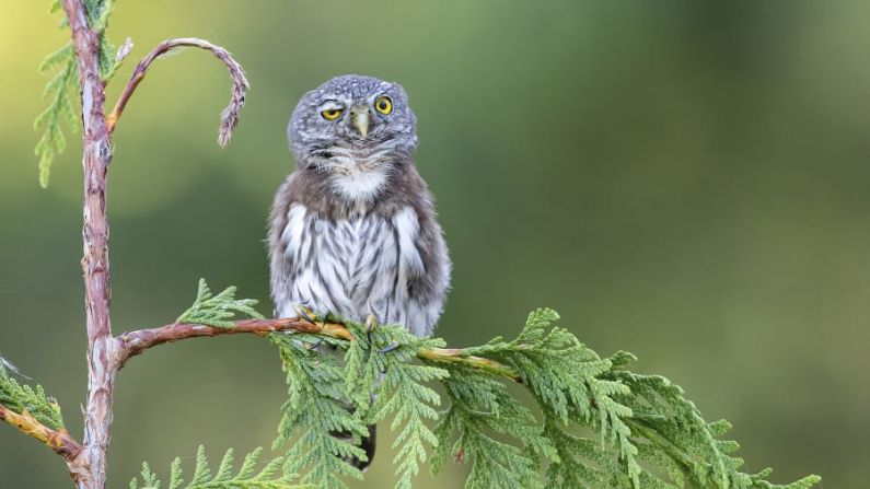 Este búho pigmeo del norte de la isla de Vancouver, Canadá, se sienta encaramado en una pequeña rama y luce como si hubiera tenido una noche agitada o la mejor noche de su vida. Anthony Bucci / Comedy Wildlife Photo Awards 2020