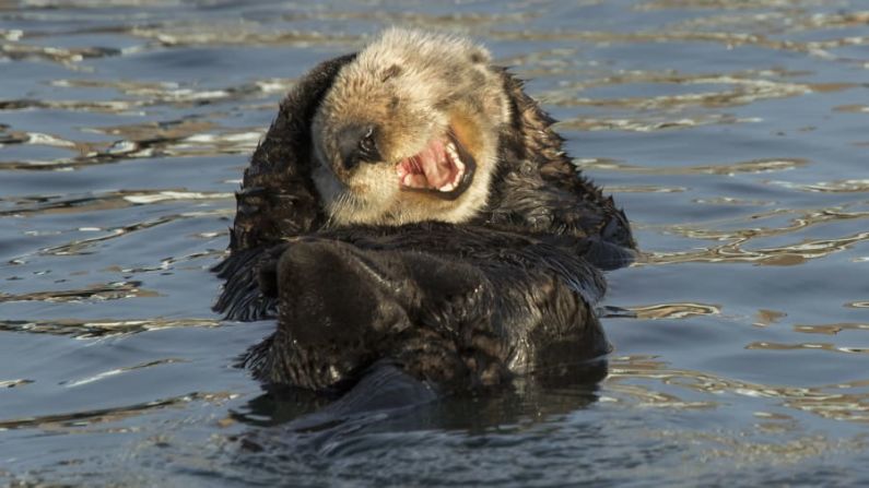 Parece que una nutria marina tiene risitas mientras flota en Morro Bay, California. David DesRochers / Comedy Wildlife Photo Awards 2020