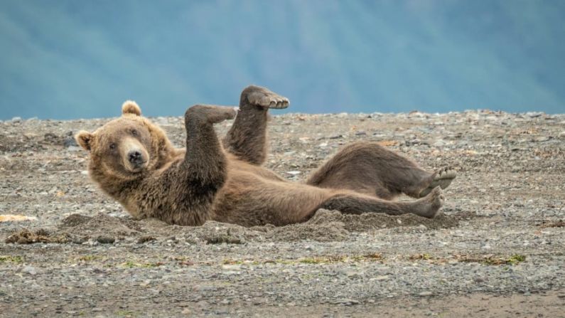 Un oso pardo baila en la arena en el lago Clarke, Alaska. Janet Miles / Comedy Wildlife Photo Awards 2020