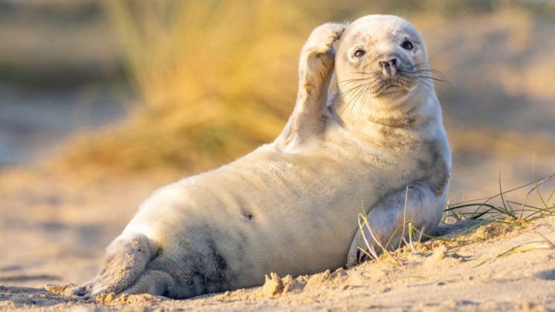 Una confundida foca se rasca la cabeza cuando mientras es fotografiada Winterton-on-Sea, Reino Unido. Johan Siggesson / Comedy Wildlife Photo Awards 2020