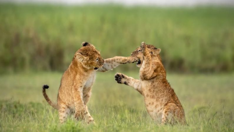 Algunos cachorros de león participan en un poco de lucha libre en el cráter de Ngorongoro, Tanzania. Yarin Klein / Comedy Wildlife Photo Awards 2020