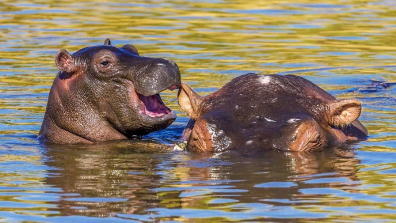 Una madre hipopótamo tiene a su bebé mordisqueando su oreja en Masai Mara, Kenia. Manoj Shah / Comedy Wildlife Photo Awards 2020