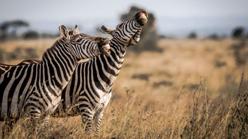 Dos cebras amigas comparten una broma, disfrutando de la vida en el Parque Nacional de Nairobi, Kenia. Una de ellas echa la cabeza hacia atrás de manera muy humana. Tanvir Ali / Comedy Wildlife Photo Awards 2020