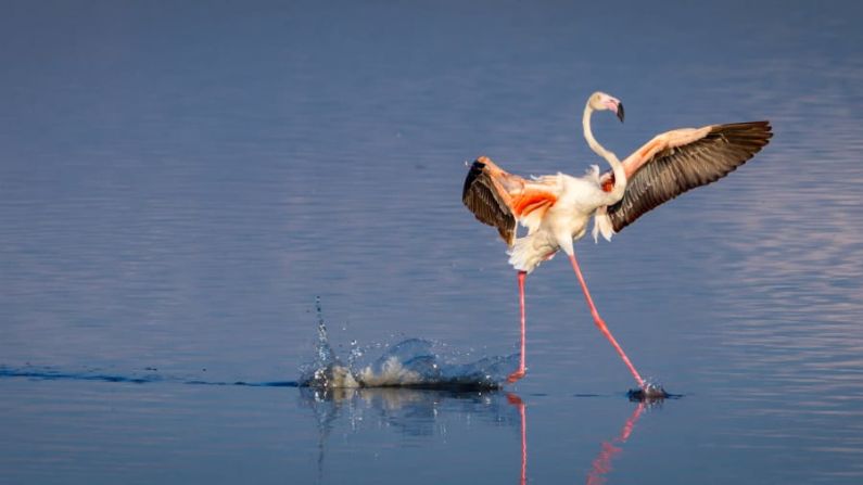 Ciertas épocas del año los flamencos pueblan el lago Magadi en el Serengeti y es cuando puedes verlos despegar y aterrizar ... O simplemente presumir. Tommy Mees / Comedy Wildlife Photo Awards 2020