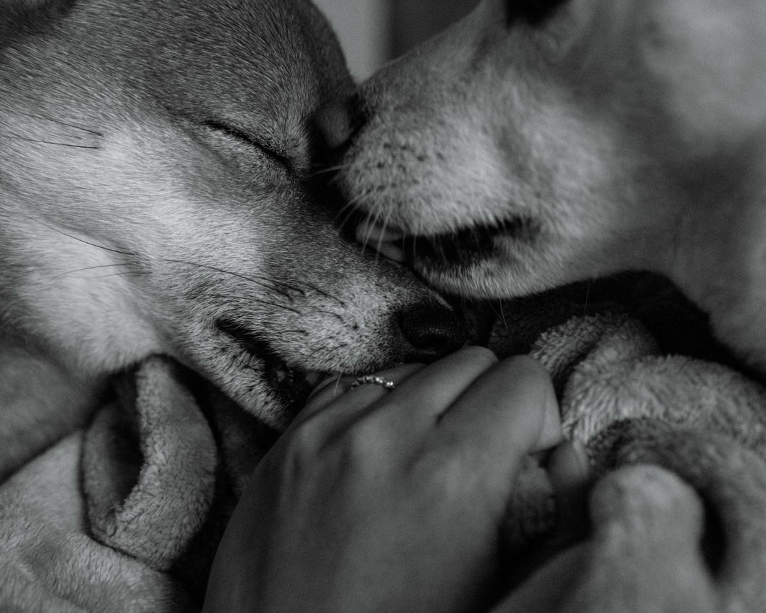 Mis perros, Maia y Akira, sienten los cambios. Vienen uno tras otro, lamiéndome y animándome a seguir.