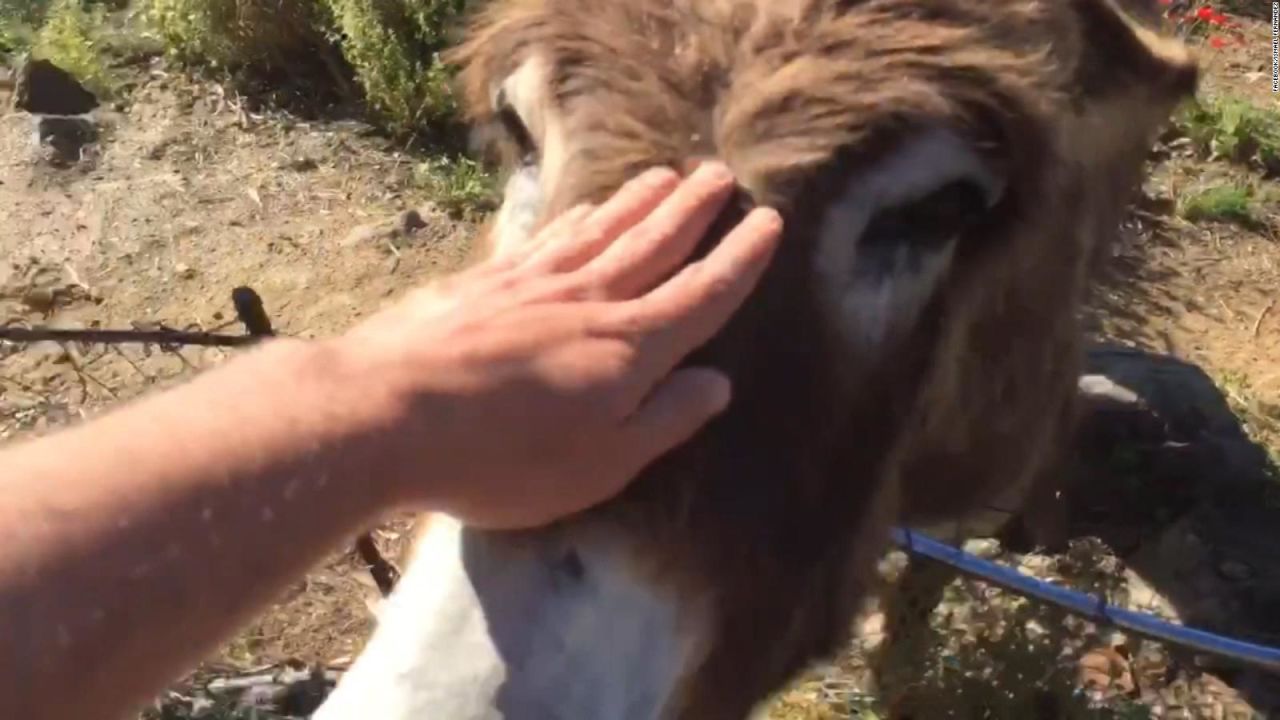 CNNE 833423 - emotiva reunion de hombre con su burra se vuelve viral