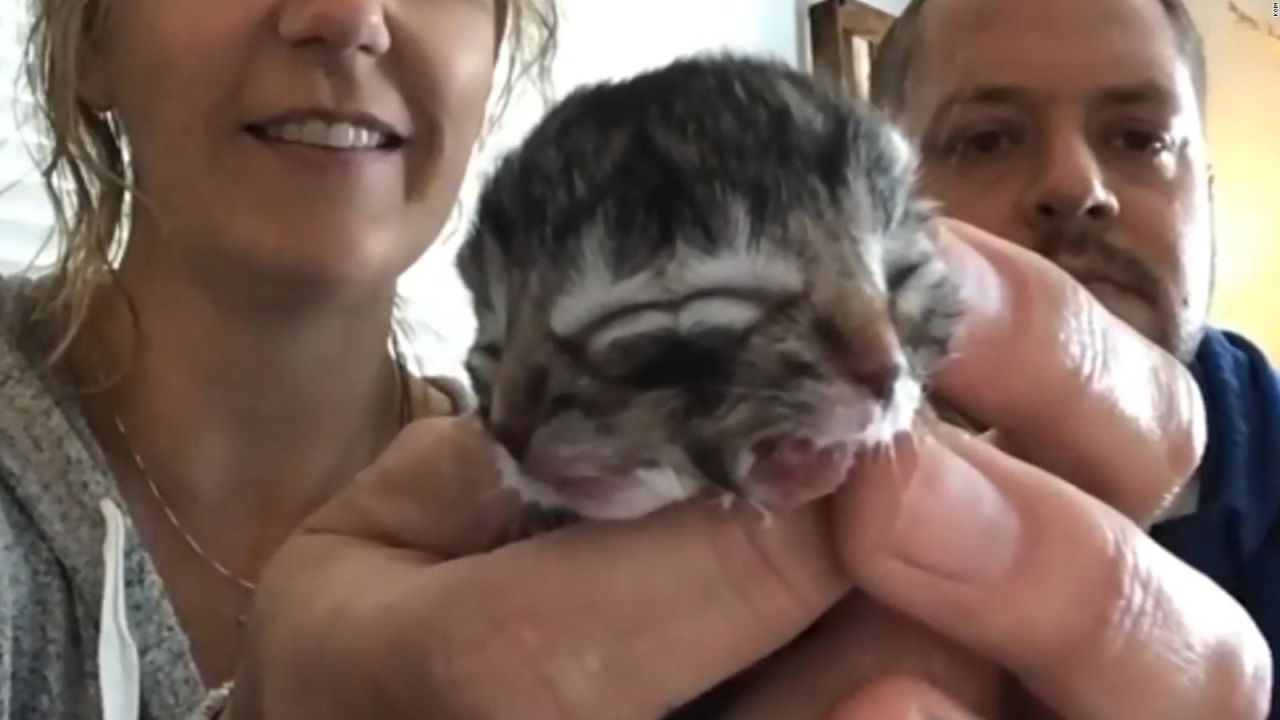 Nace gatito de dos caras y desborda el doble de ternura en video | CNN