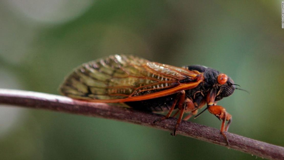 CNNE 835485 - se espera que emerjan millones de cigarras despues de 17 anos bajo tierra porque, por supuesto, es 2020