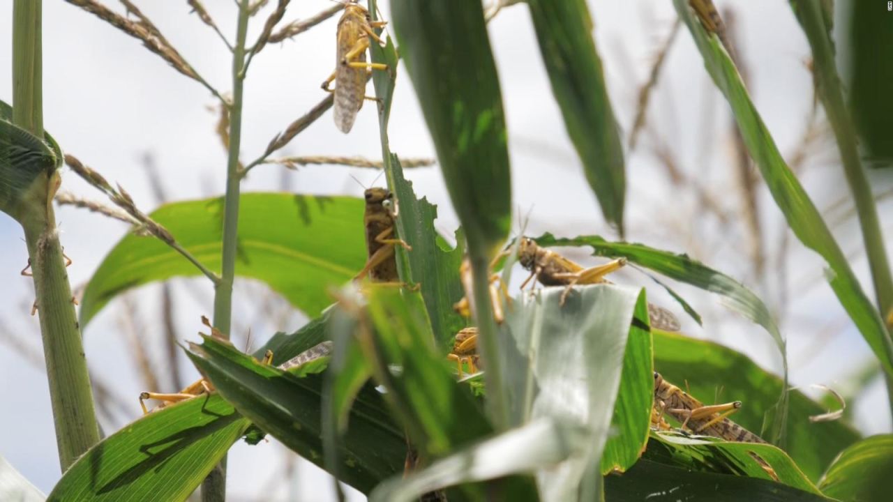 CNNE 838179 - plaga de langostas azota a la india