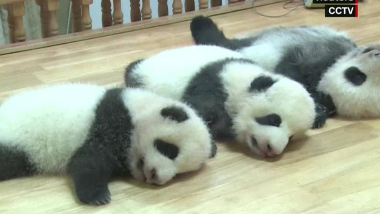 CNNE 840025 - pandas recien nacidos celebran el dia del nino en china