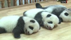 CNNE 840025 - pandas recien nacidos celebran el dia del nino en china