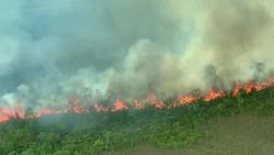 CNNE 840611 - la perdida de bosques aumenta 2,8% cada seis segundos