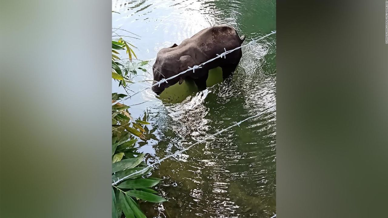 CNNE 842186 - elefante habria muerto por comer una fruta con explosivos