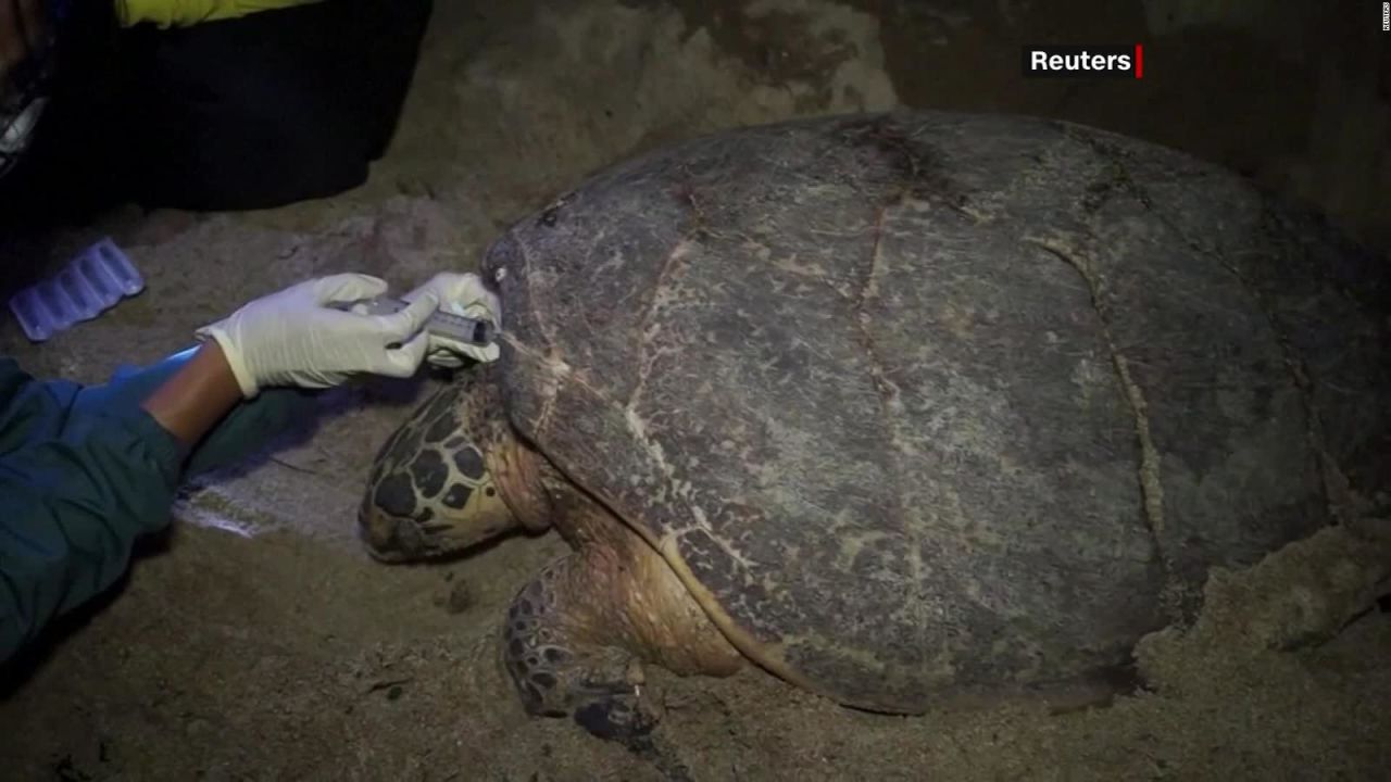 CNNE 842786 - tortuga en peligro de extincion pone huevos en una playa