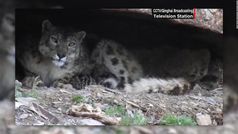 Captan a leoparda de las nieves amamantando a sus cachorros en China