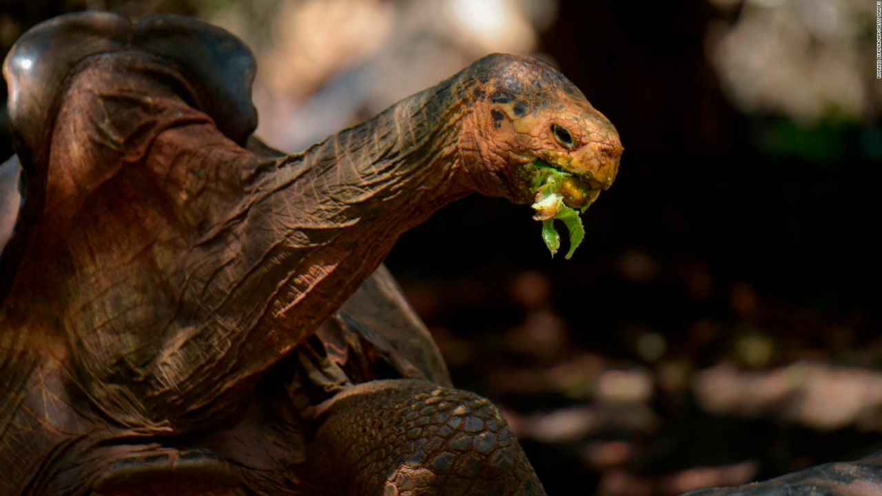 CNNE 848416 - merecido descanso para la tortuga gigante diego