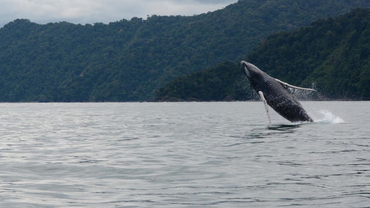 CNNE 849639 - se adelanta llegada de ballenas jorobadas a colombia