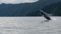 CNNE 849639 - se adelanta llegada de ballenas jorobadas a colombia