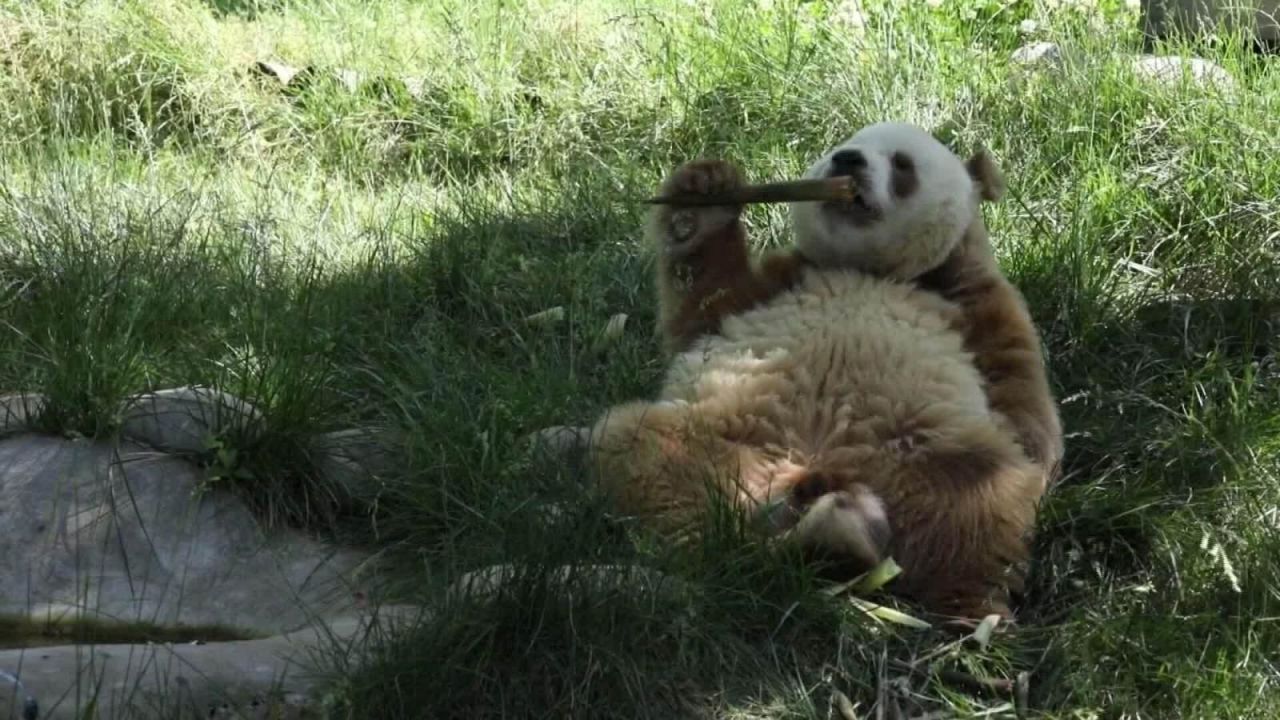 CNNE 852412 - china- el panda que captura la atencion por su pelaje y genetica