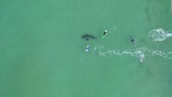 CNNE 853047 - video muestra a tiburon blanco acechando surfistas