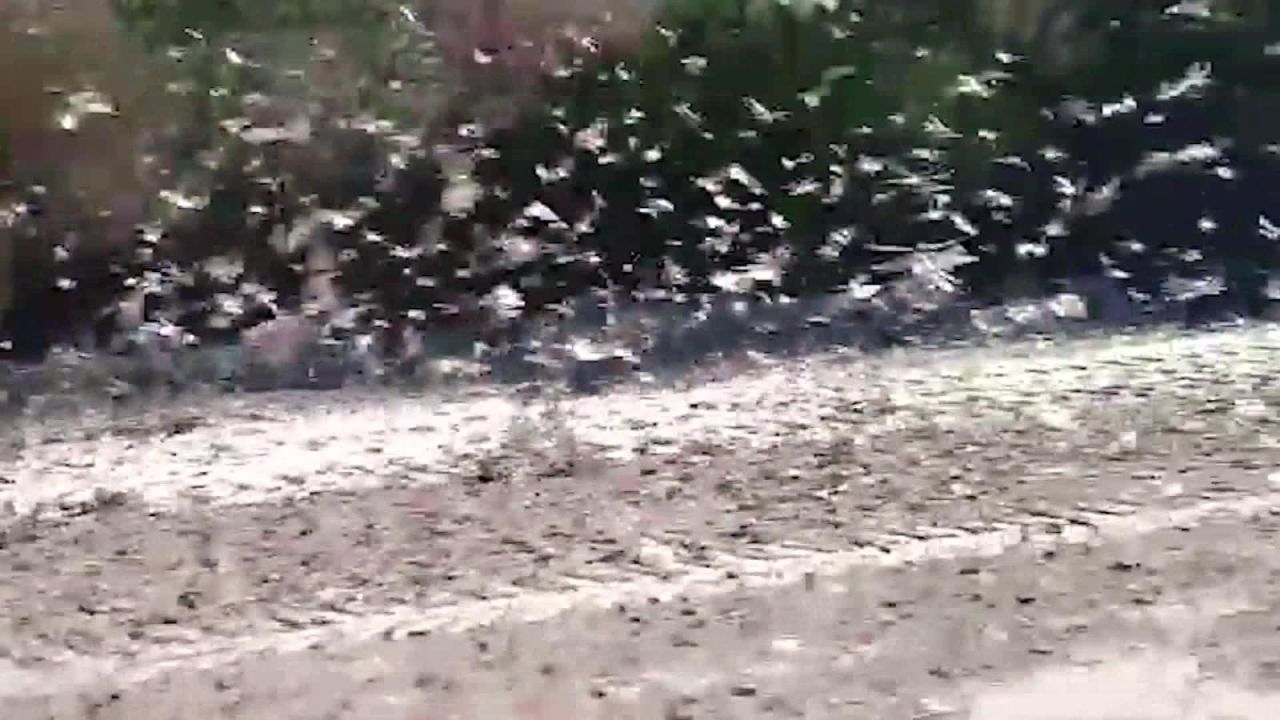 CNNE 853910 - impactante invasion de langostas en argentina