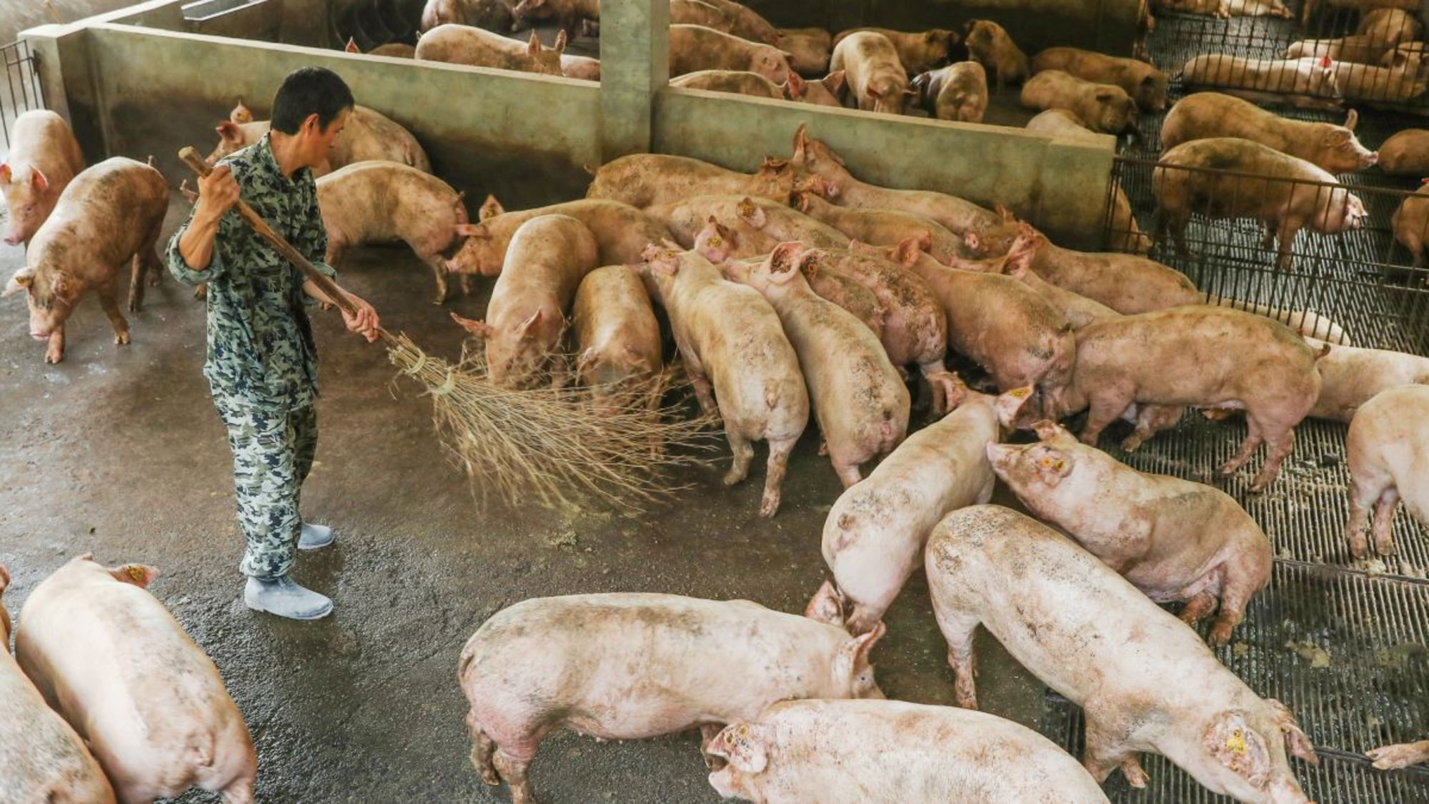 CNNE 856068 - 190904015515-02-china-swine-fever-0904-restricted