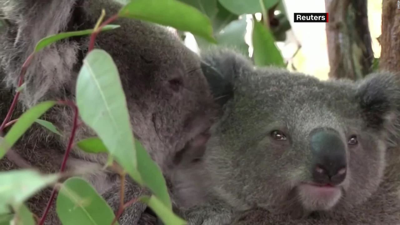 CNNE 856077 - alertan sobre posible extincion de los koalas para 2050
