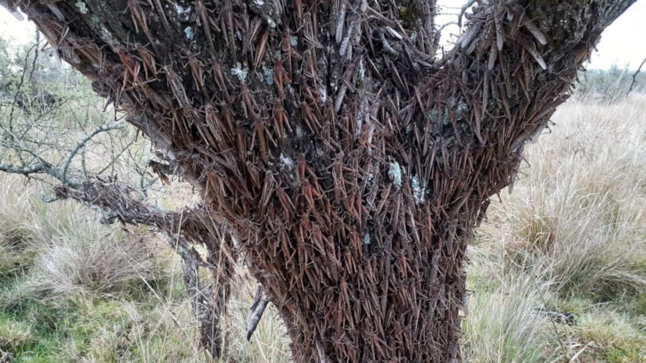 CNNE 856448 - argentina- la plaga de langostas sigue azotando el pais