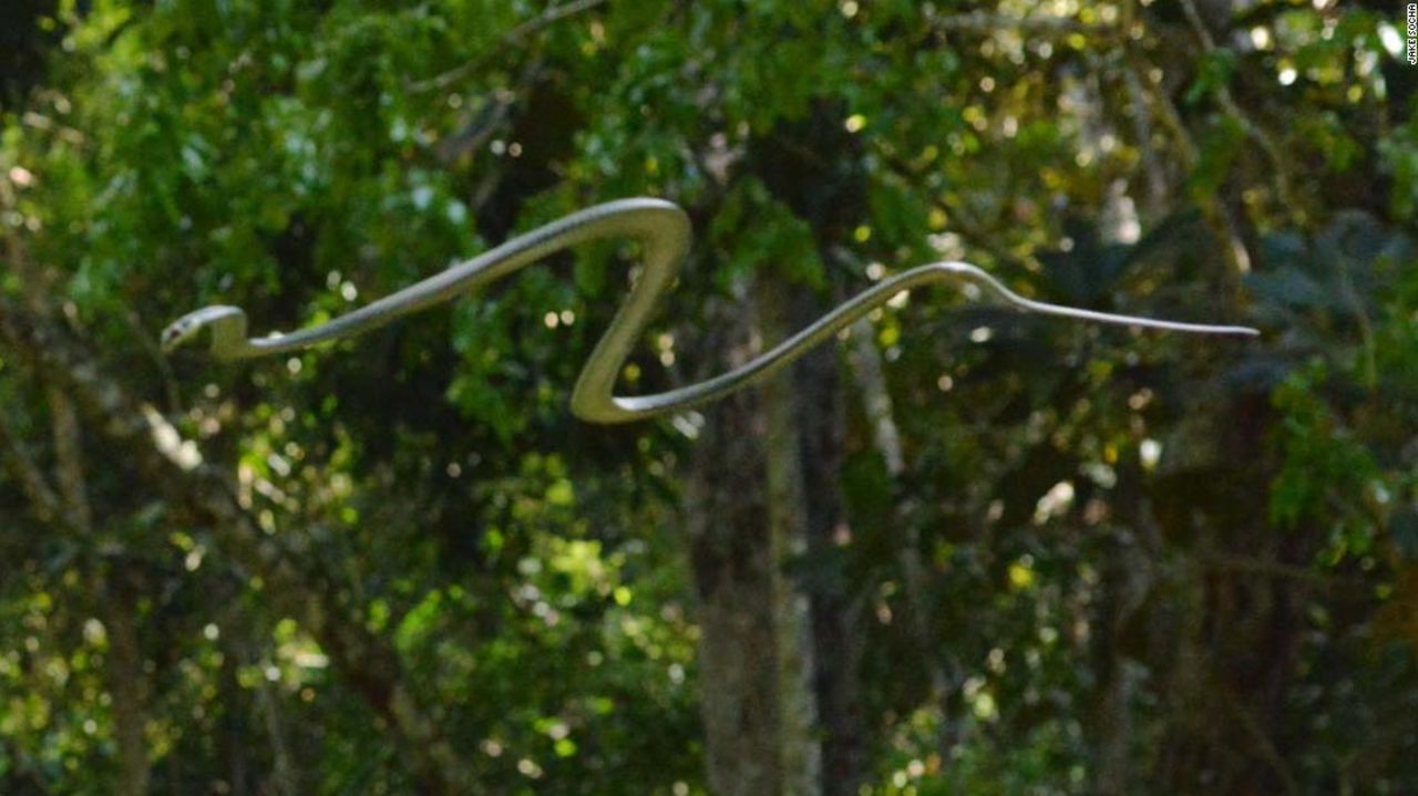 CNNE 856453 - 200630161449-04-flying-snakes-super-tease